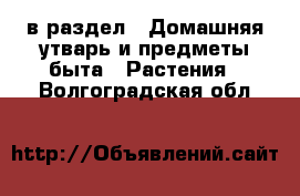  в раздел : Домашняя утварь и предметы быта » Растения . Волгоградская обл.